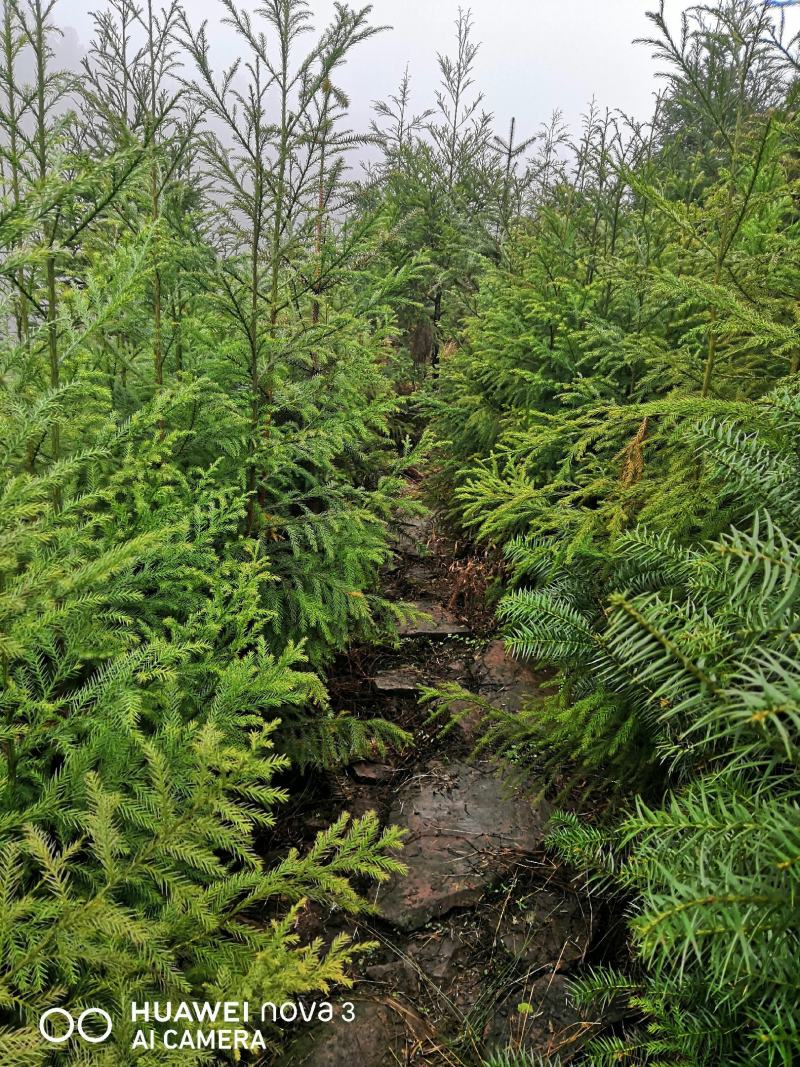 柳杉苗杉树苗多年生大苗荒山造林行道树绿化用苗