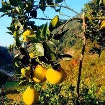 湖南芷江香柚雪峰冰糖柚土柚子产地批发团购供各大电商平台