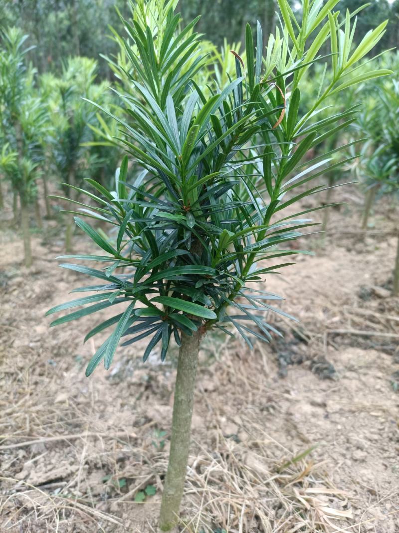 小叶罗汉松，造型罗汉松小树桩，装盆景首先苗