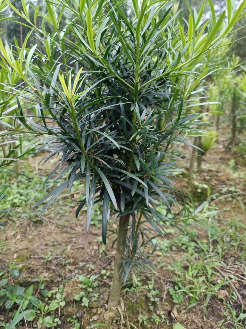 小叶罗汉松，造型罗汉松小树桩，装盆景首先苗
