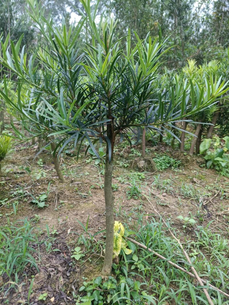 小叶罗汉松，造型罗汉松小树桩，装盆景首先苗