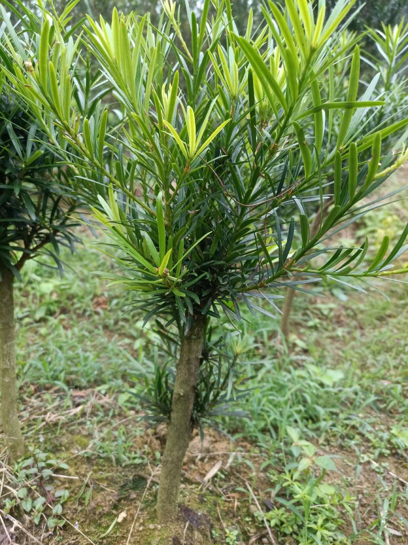 小叶罗汉松，造型罗汉松小树桩，装盆景首先苗