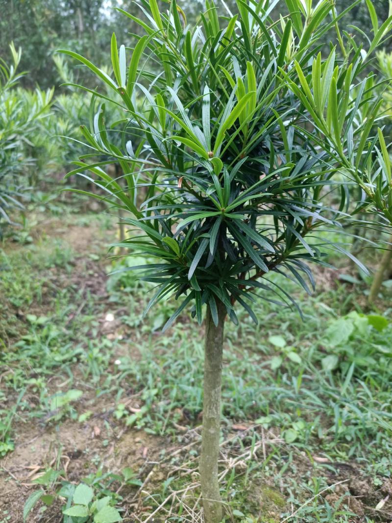 小叶罗汉松，造型罗汉松小树桩，装盆景首先苗