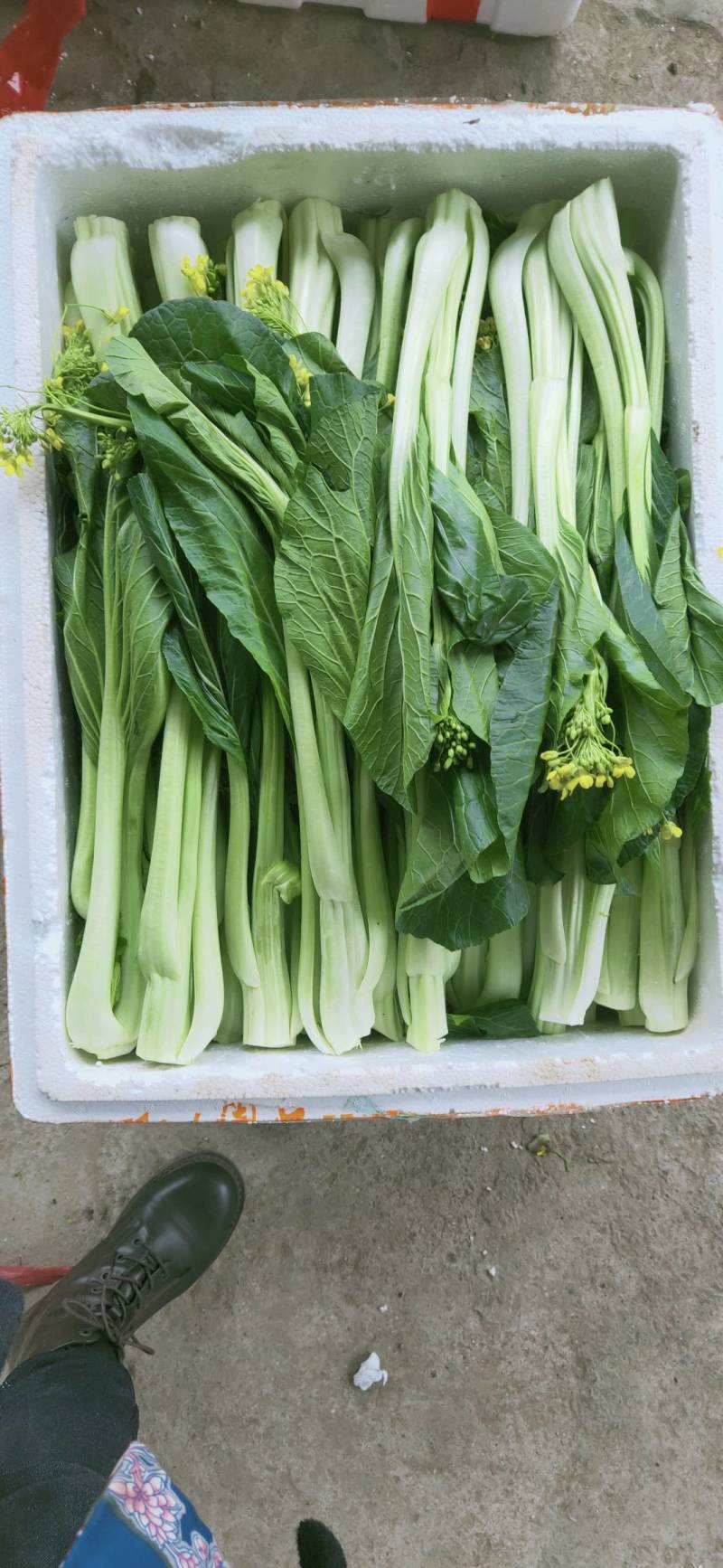 益民蔬菜种植专业合作社迟菜心