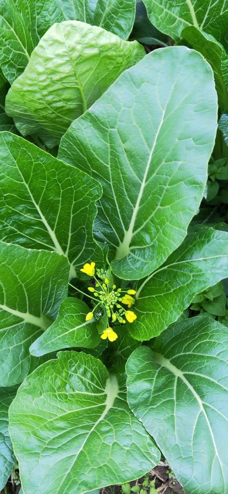 益民蔬菜种植专业合作社迟菜心