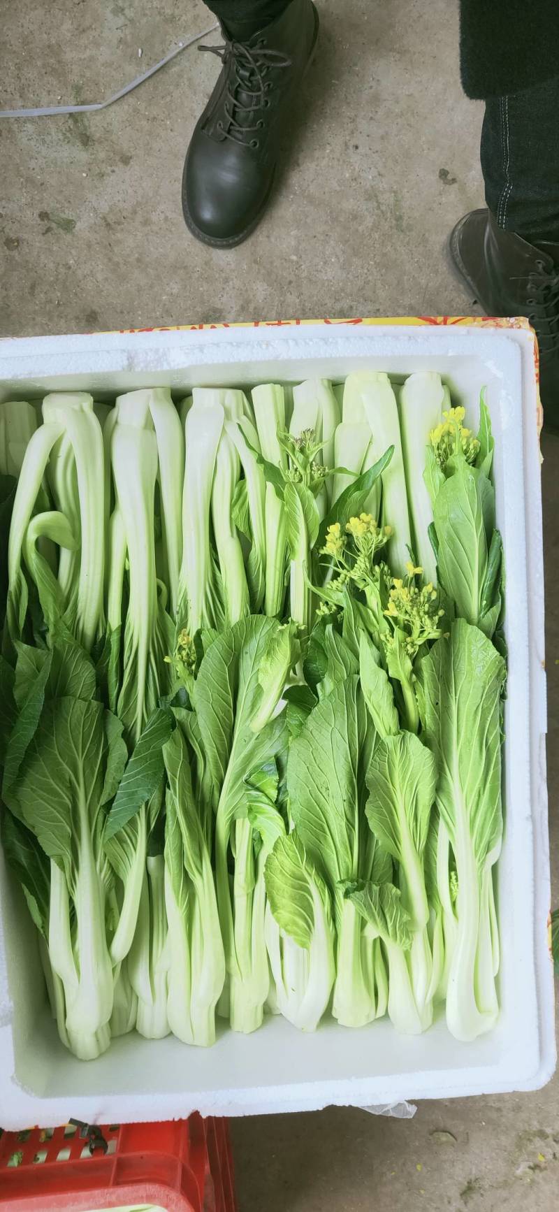 益民蔬菜种植专业合作社迟菜心