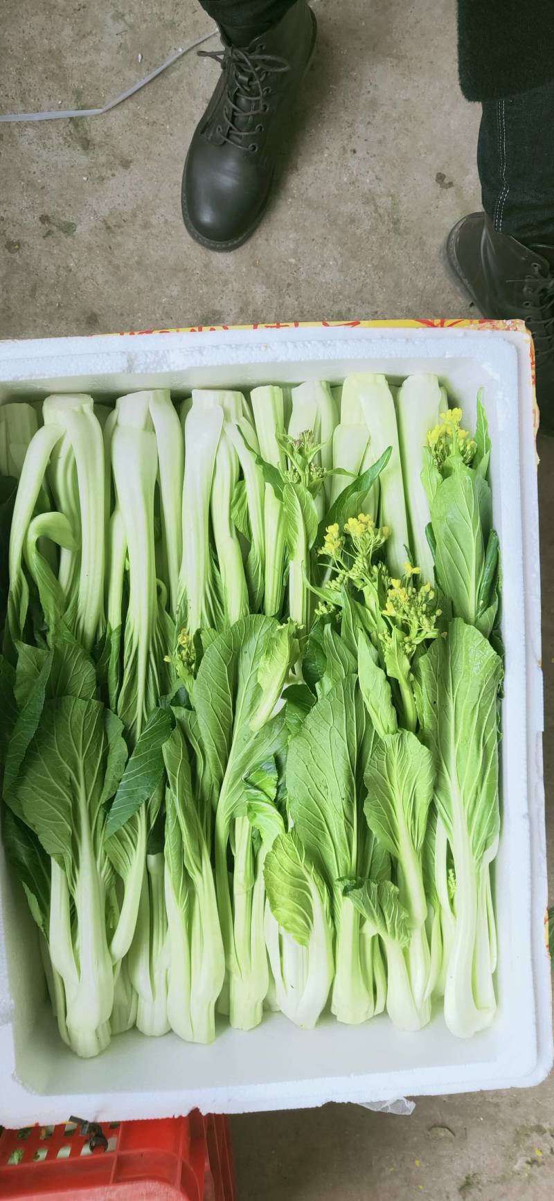 益民蔬菜种植专业合作社迟菜心