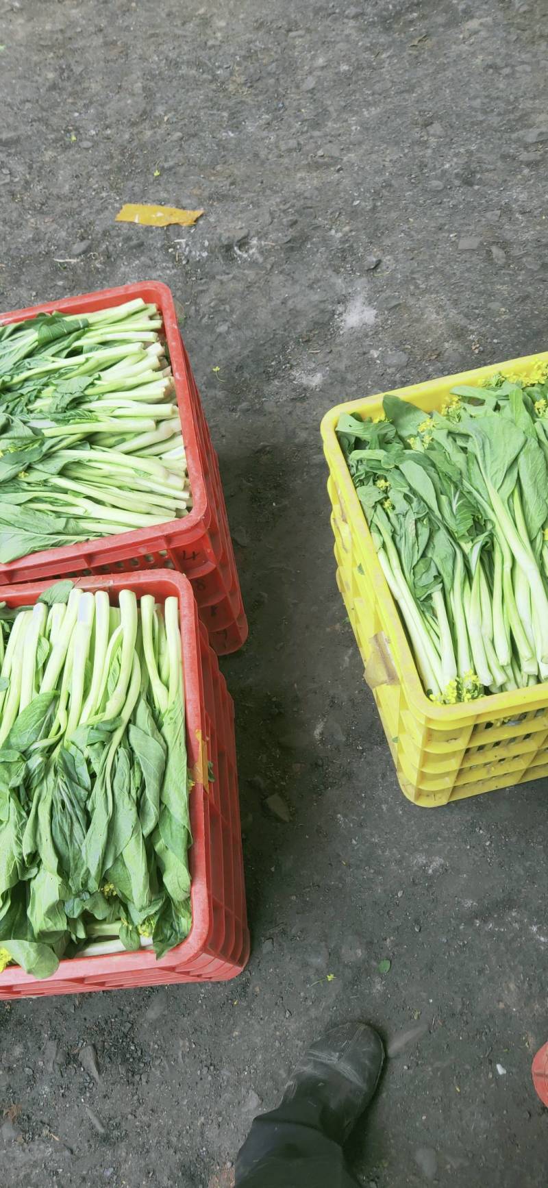 益民蔬菜种植专业合作社迟菜心