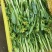 益民蔬菜种植专业合作社迟菜心