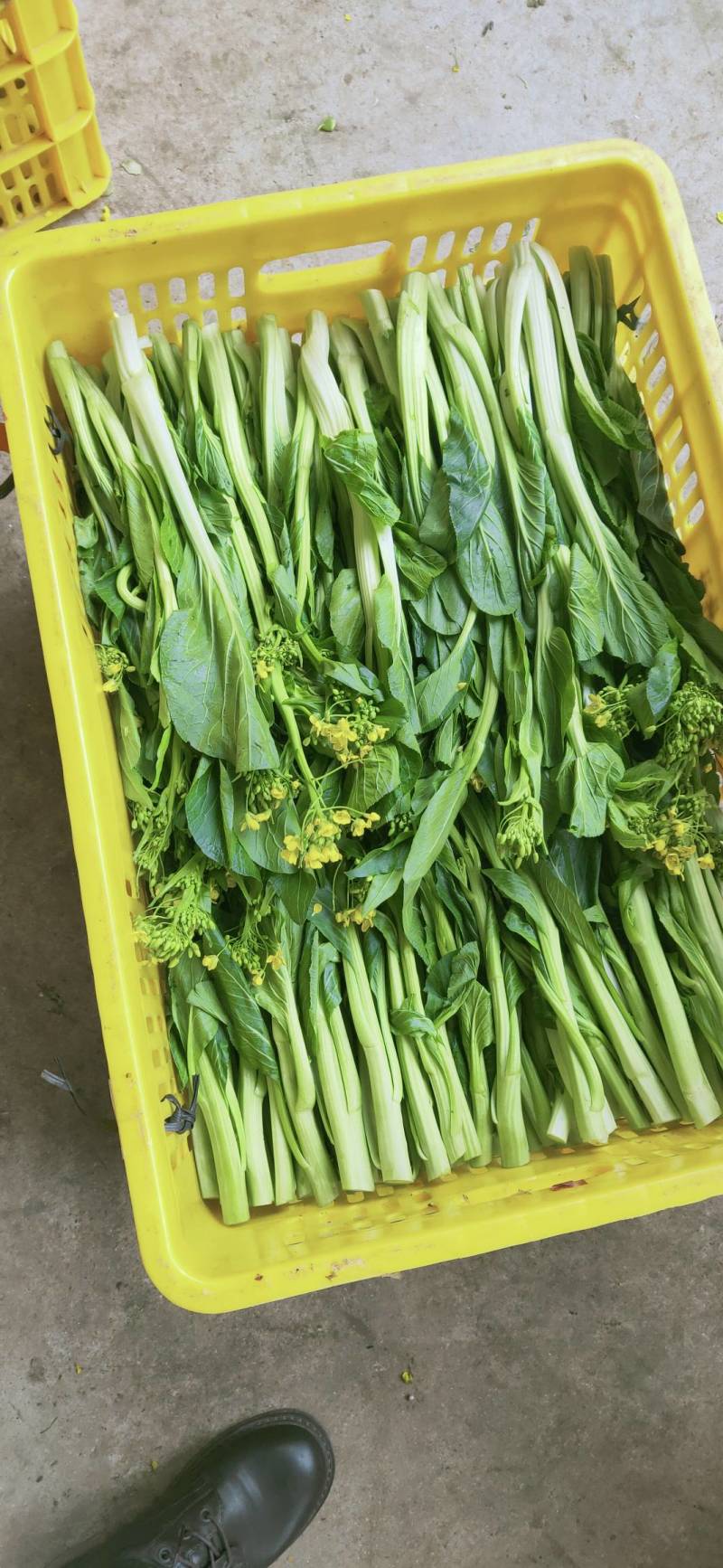 益民蔬菜种植专业合作社迟菜心