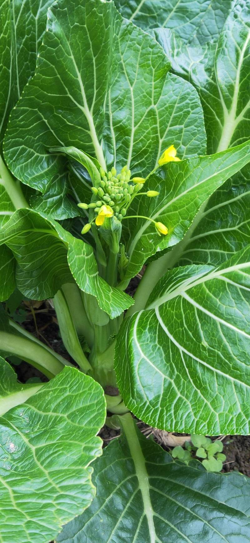 益民蔬菜种植专业合作社迟菜心