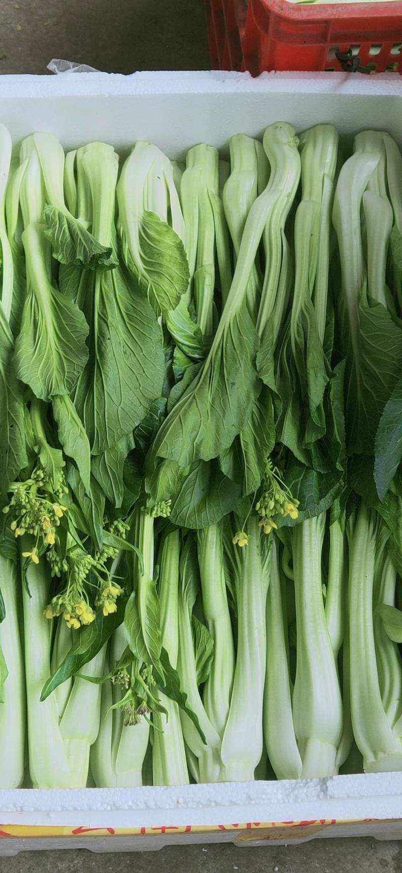 益民蔬菜种植专业合作社迟菜心
