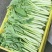 益民蔬菜种植专业合作社迟菜心