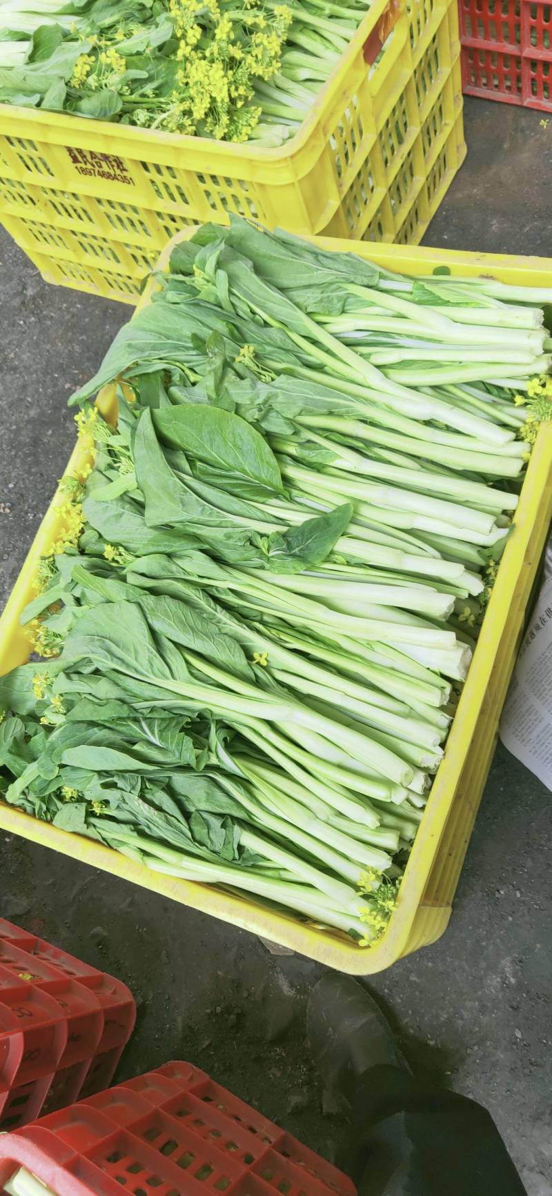 益民蔬菜种植专业合作社迟菜心