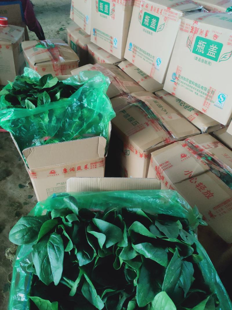 菠菜，聊城东昌府区，大量上市，价格菠菜，，，，，，，，，
