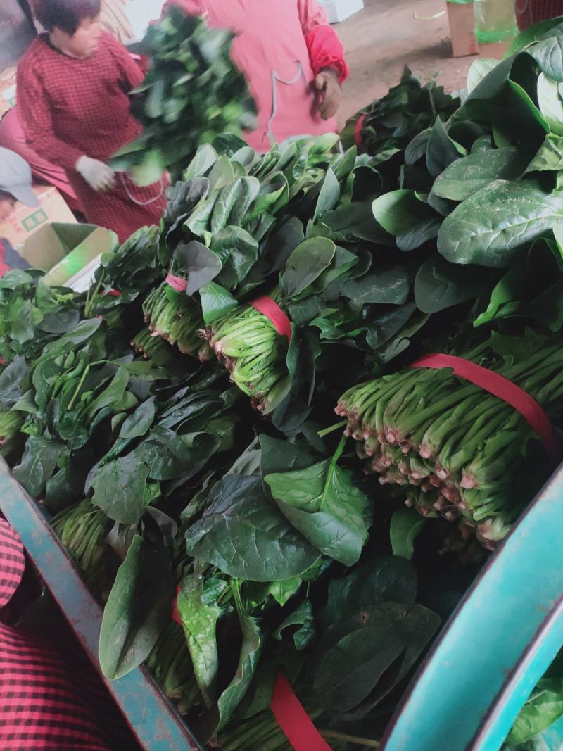 菠菜，聊城东昌府区，大量上市，价格菠菜，，，，，，，，，