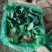 菠菜，聊城东昌府区，大量上市，价格菠菜，，，，，，，，，