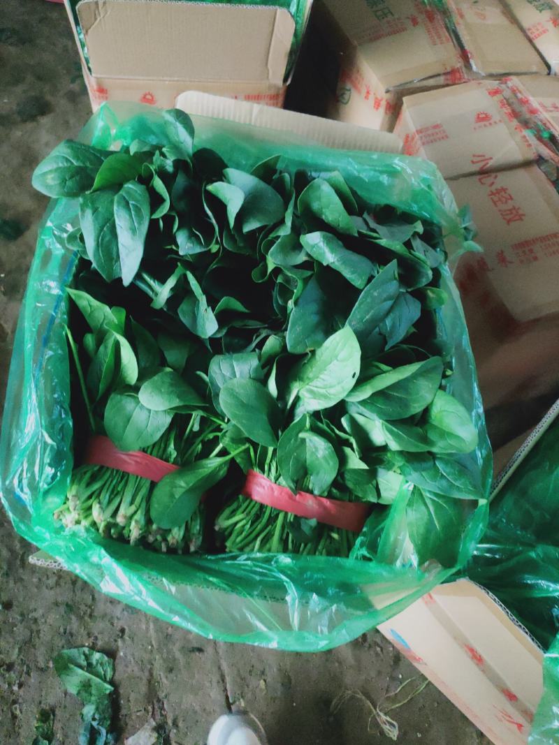 菠菜，聊城东昌府区，大量上市，价格菠菜，，，，，，，，，