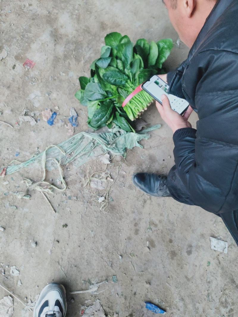 菠菜，聊城东昌府区，大量上市，价格菠菜，，，，，，，，，