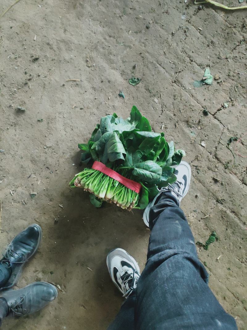 菠菜，聊城东昌府区，大量上市，价格菠菜，，，，，，，，，