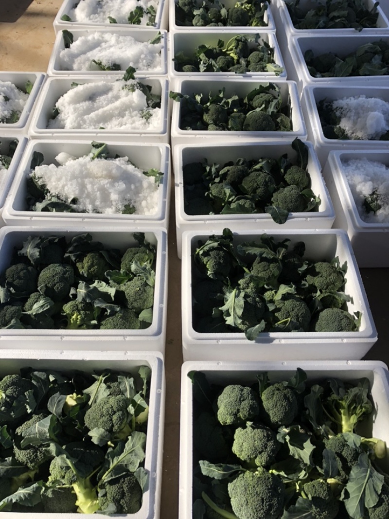 热销🔥精品西蓝花产地直供可装箱可打包