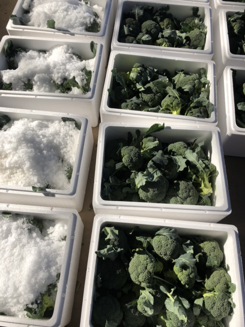 热销🔥精品西蓝花产地直供可装箱可打包