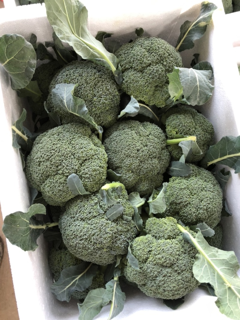热销🔥精品西蓝花产地直供可装箱可打包