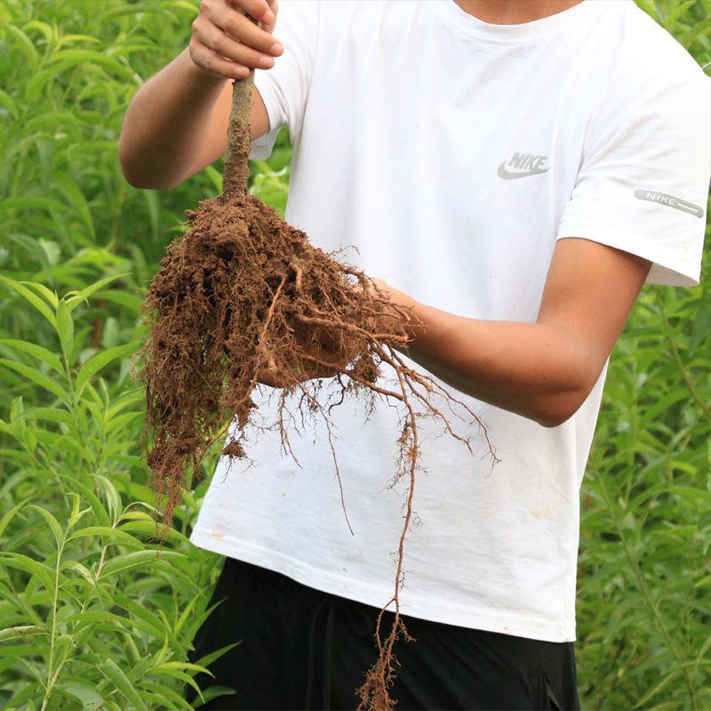 冰糖李子树苗盆栽地栽西梅李子苗树苗北方南方种植三华李嫁接