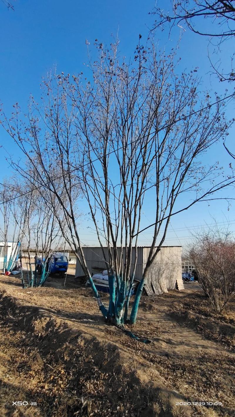 大量供应精品正宗丛生五角枫7--12米高度