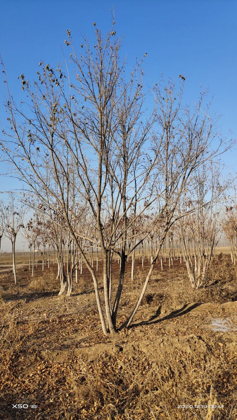 大量供应精品正宗丛生五角枫7--12米高度