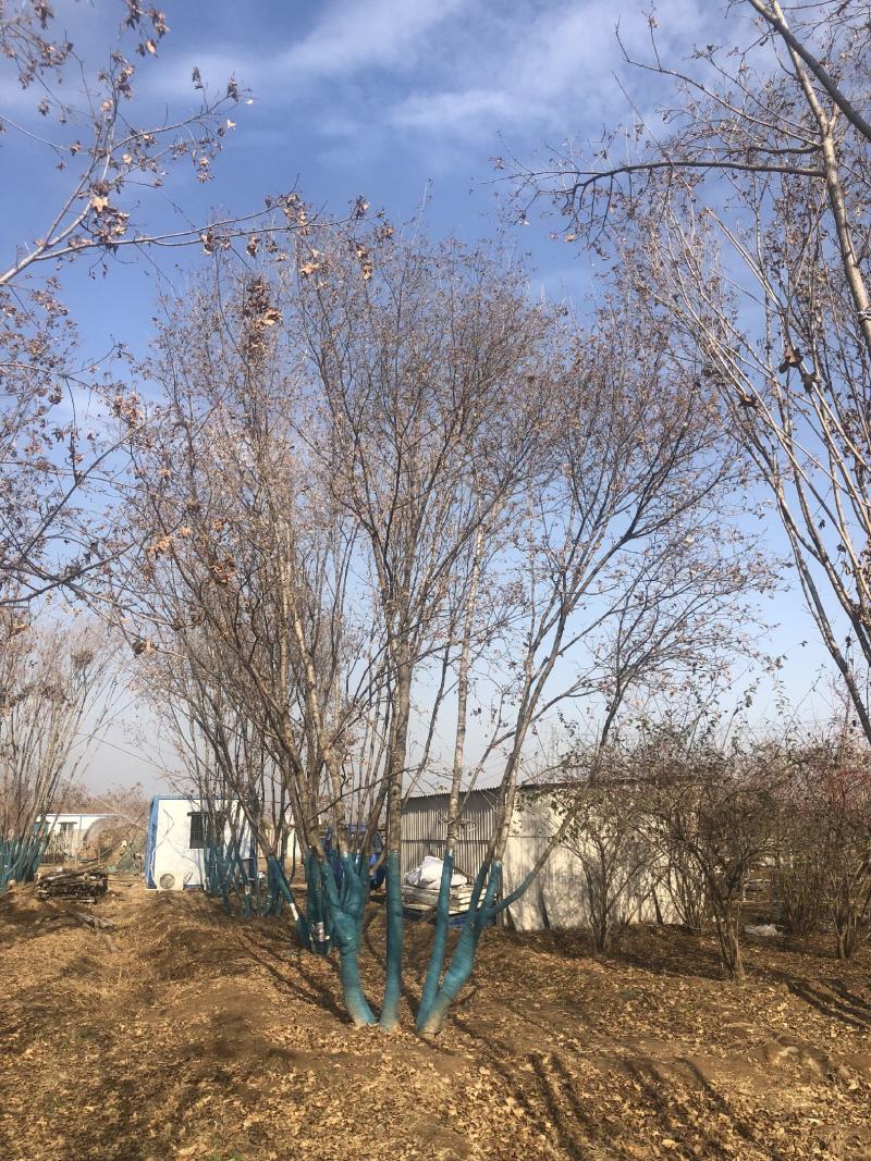 大量供应精品正宗丛生五角枫7--12米高度