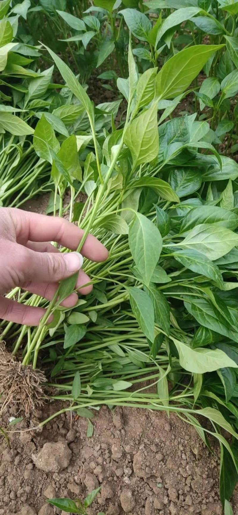 辣椒苗苏椒五号芜湖椒大薄皮辣椒苗
