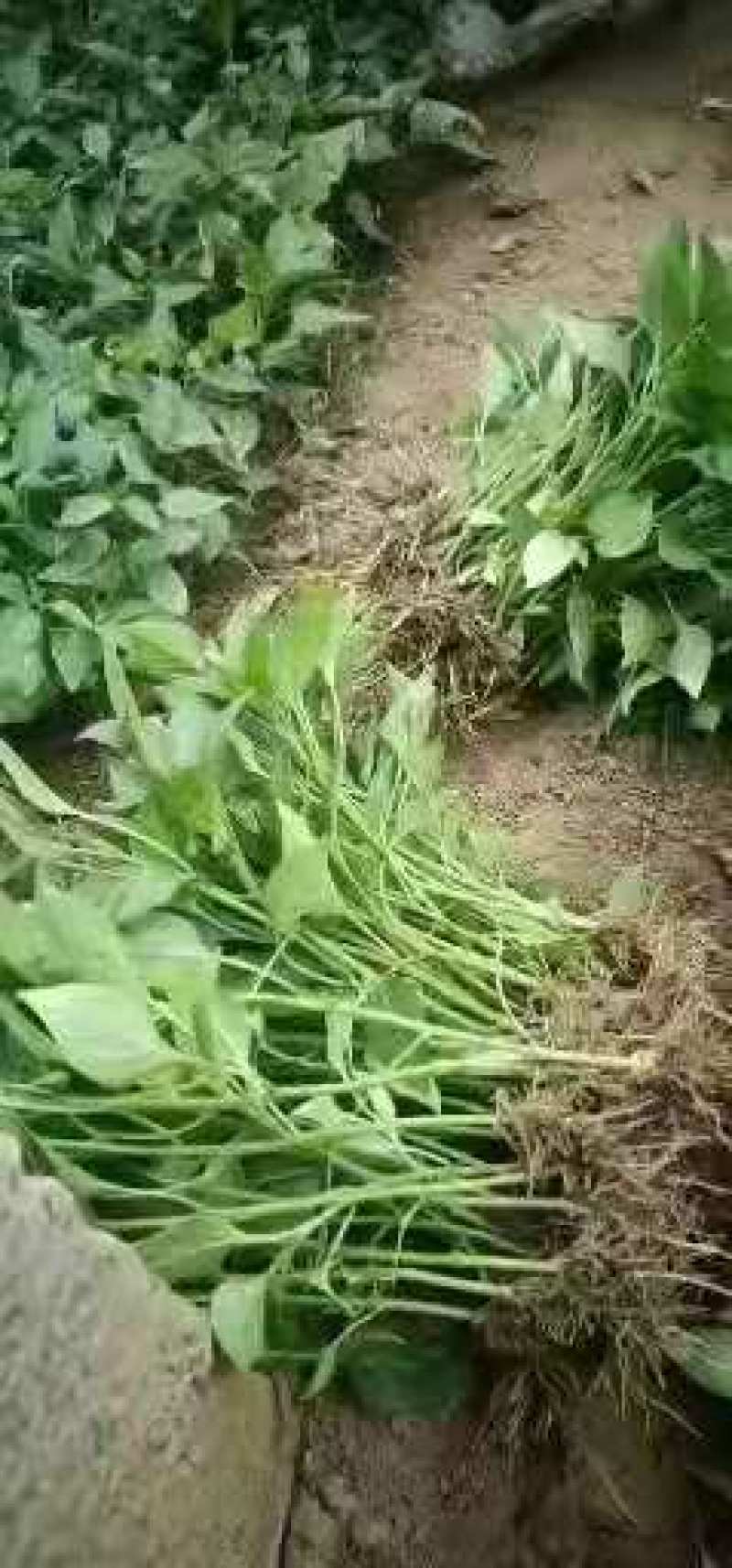 线椒苗二荆条辣椒苗黑条椒苗加长线椒苗品种质量上成