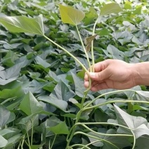 西瓜红脱毒红薯苗（原种级）基地直发保证质量