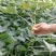 西瓜红脱毒红薯苗（原种级）基地直发保证质量