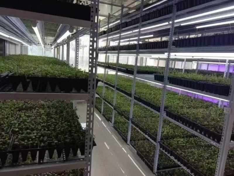 西瓜红脱毒红薯苗（原种级）基地直发保证质量