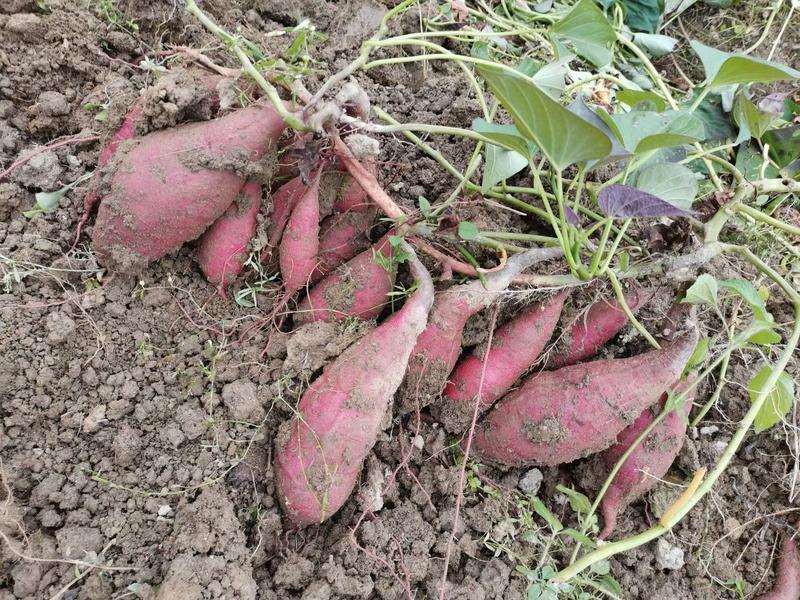 西瓜红脱毒红薯苗（原种级）基地直发保证质量