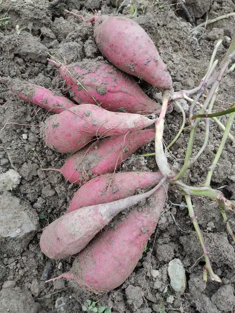 西瓜红脱毒红薯苗（原种级）基地直发保证质量
