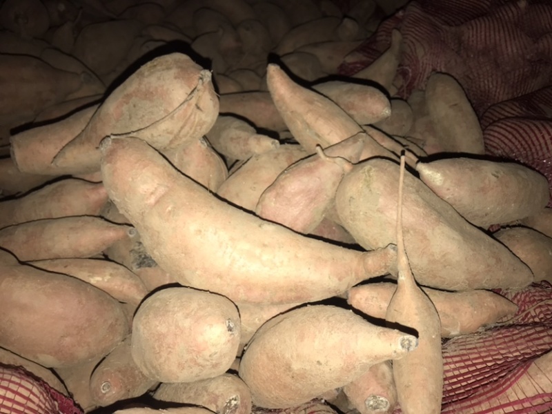 大量出售龙9，西瓜红