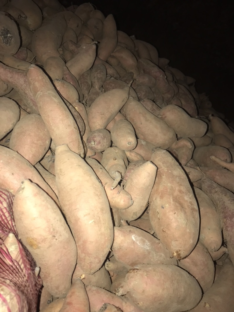 大量出售龙9，西瓜红