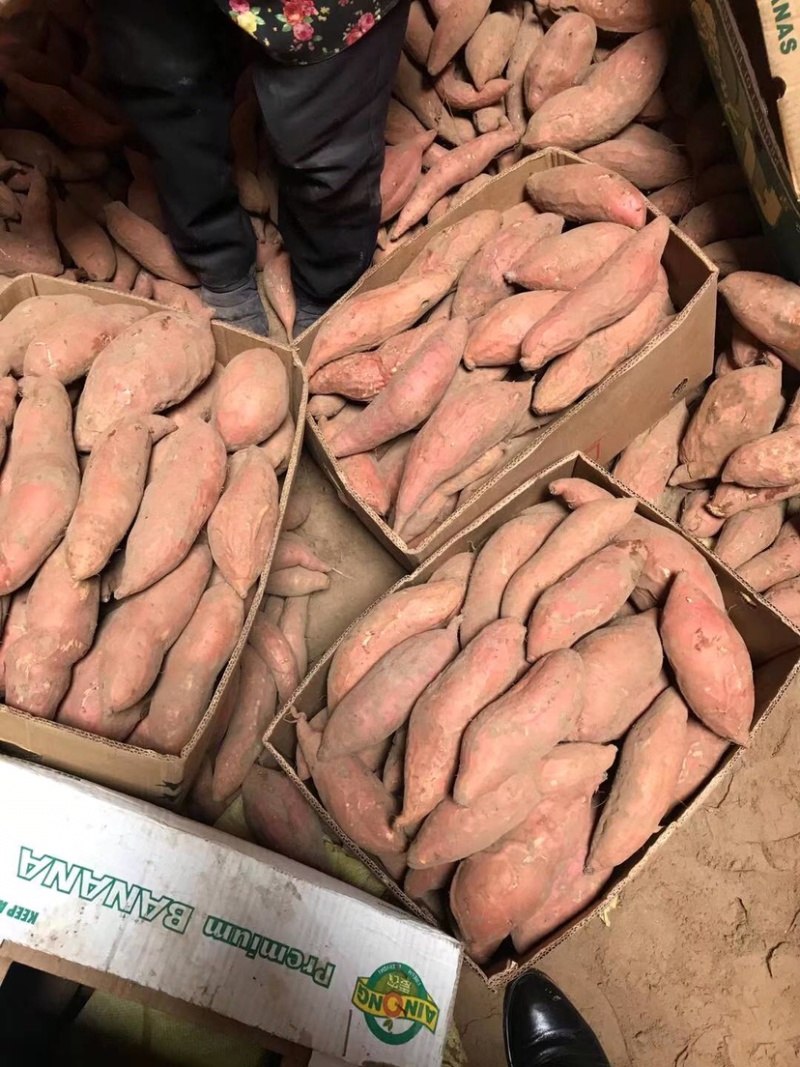 大量出售西瓜红精品，通货
