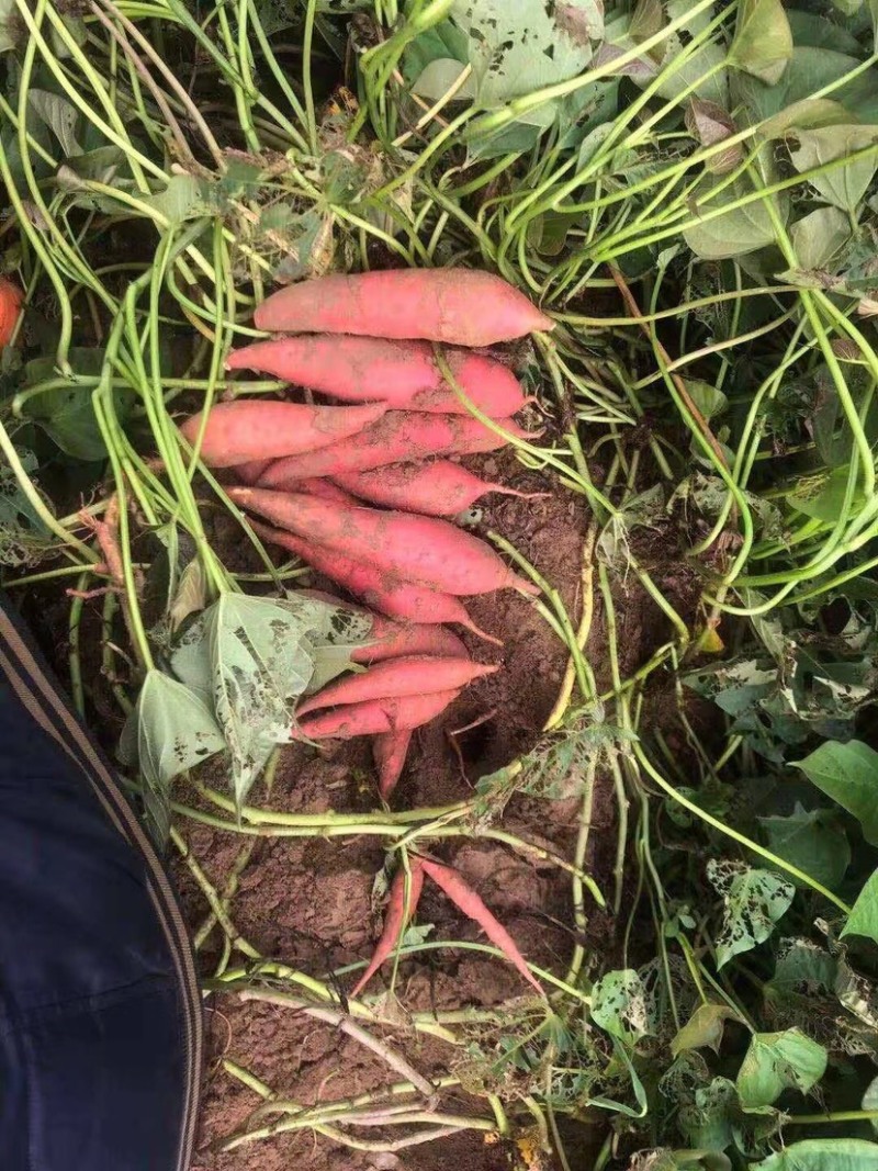 大量出售西瓜红精品，通货