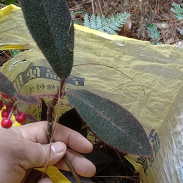 中草药虎舌红，正综野生