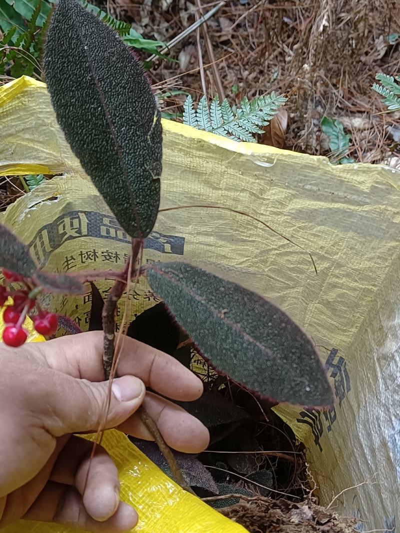中草药虎舌红，正综野生
