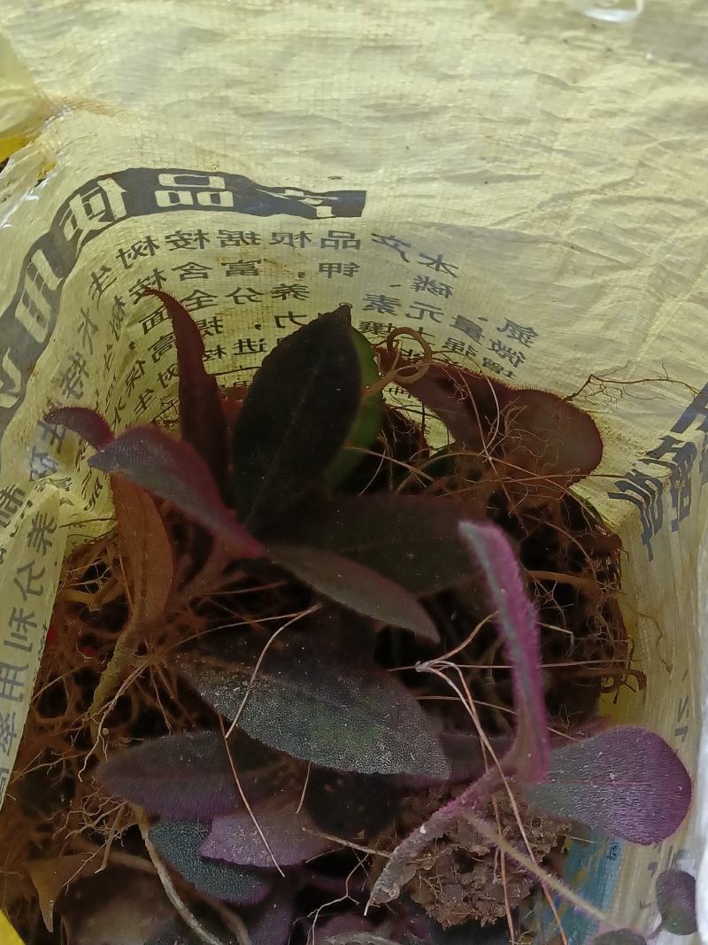 中草药虎舌红，正综野生