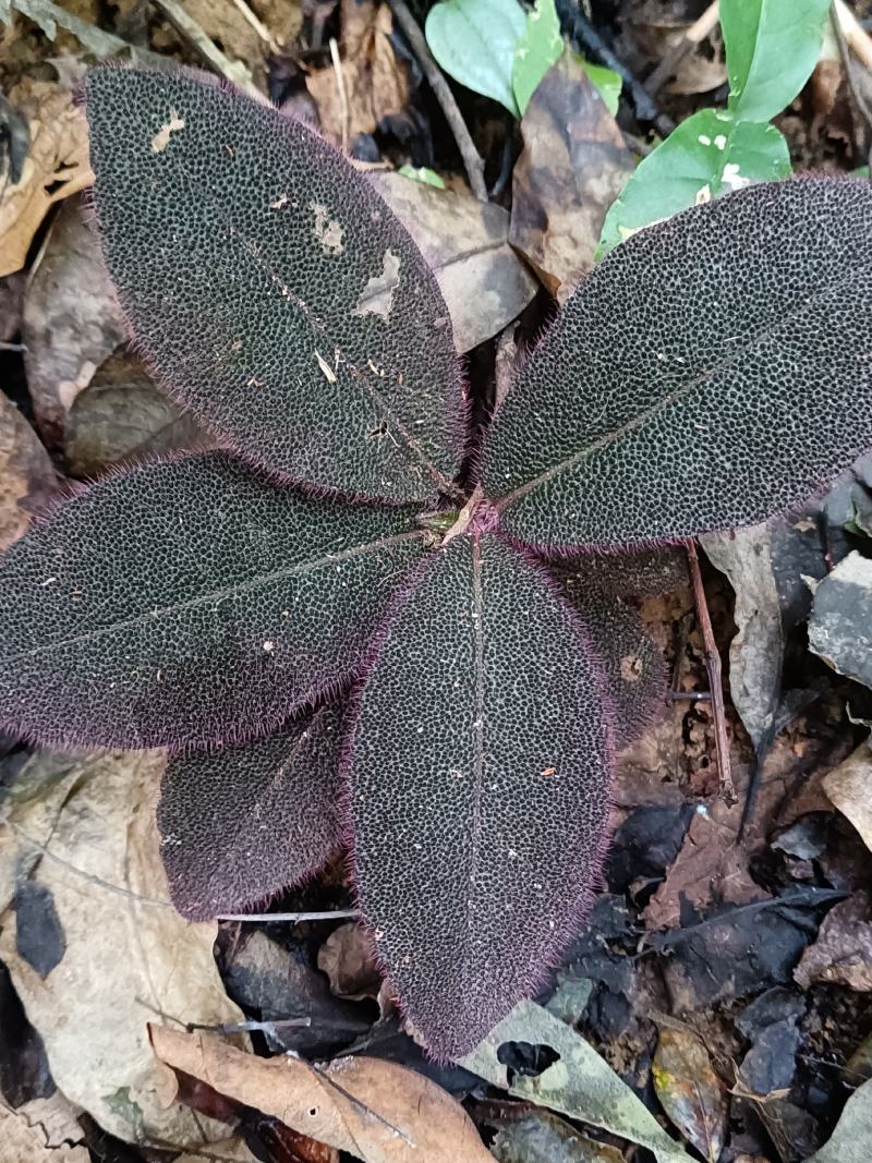 中草药虎舌红，正综野生