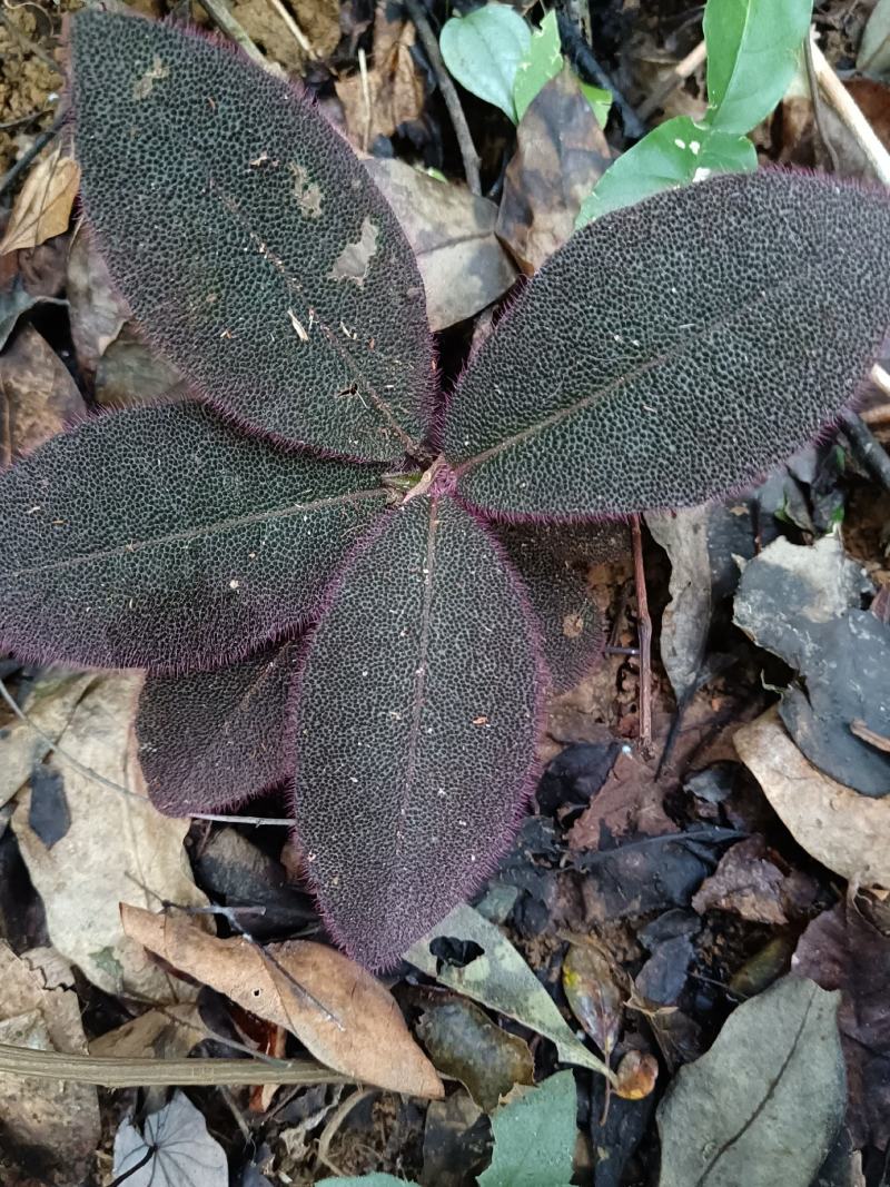 中草药虎舌红，正综野生