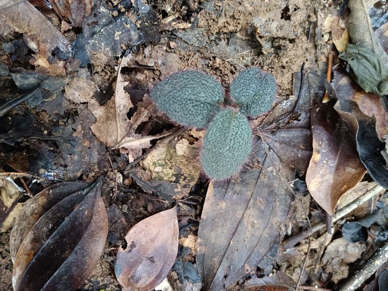中草药虎舌红，正综野生
