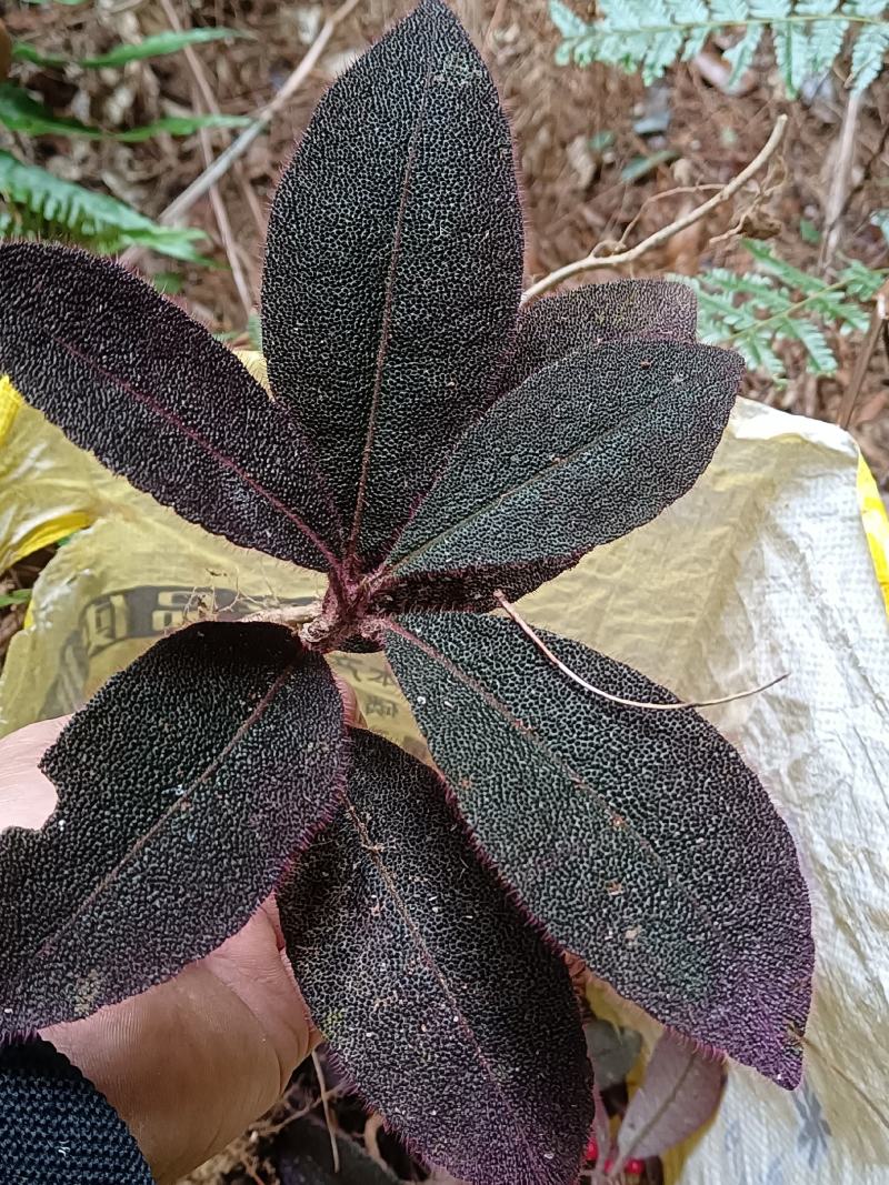 中草药虎舌红，正综野生