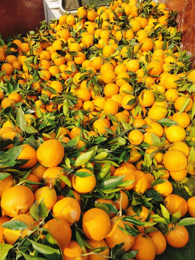 【优质】四川脐橙，橙子果农特卖脐橙，口感香甜，汁水饱满